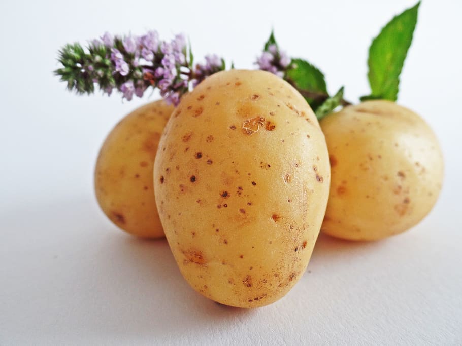 three brown potatoes, vegetables, field, eat, bio, nature, bauer HD wallpaper