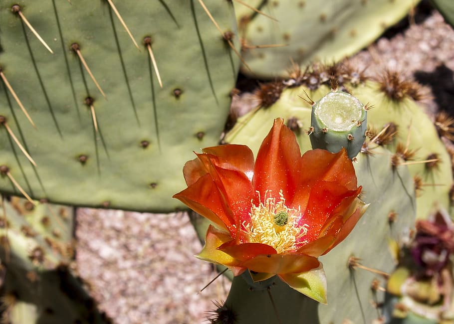 cactus, red, blossom, plant, desert, nature, dry, soil, close-up HD wallpaper