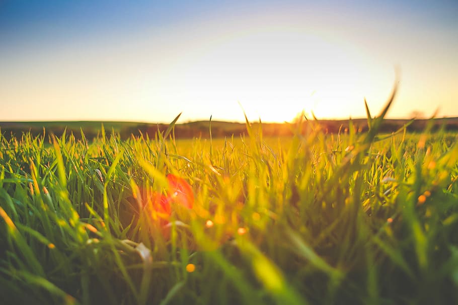 Sunset in Grass, field, nature, meadow, summer, outdoors, rural Scene