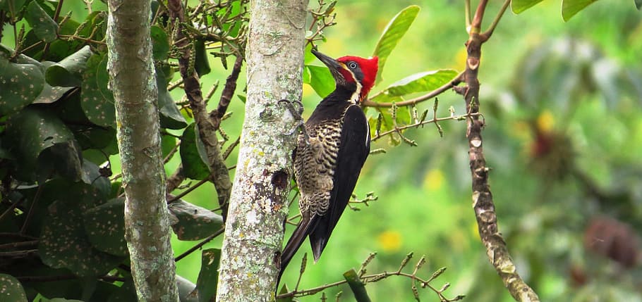 red and black woodpecker on tree stem, nature, ave, carpenter, HD wallpaper