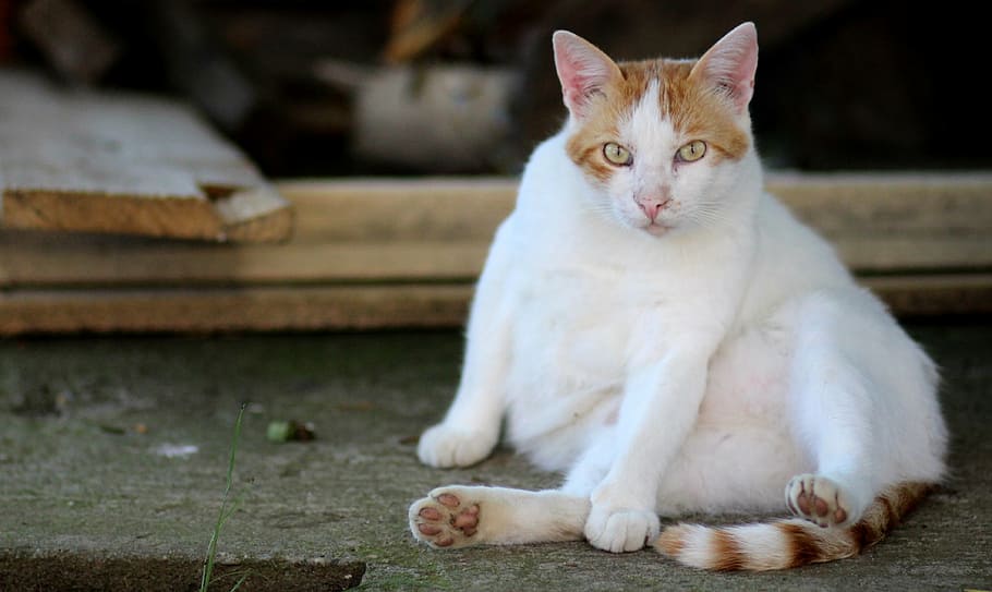 cat, white, orange, lazy, residence, domestic Cat, pets, cute HD wallpaper