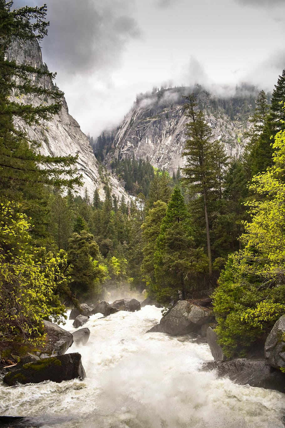 green trees with running water under gray sky during daytime, pine trees near body of water HD wallpaper