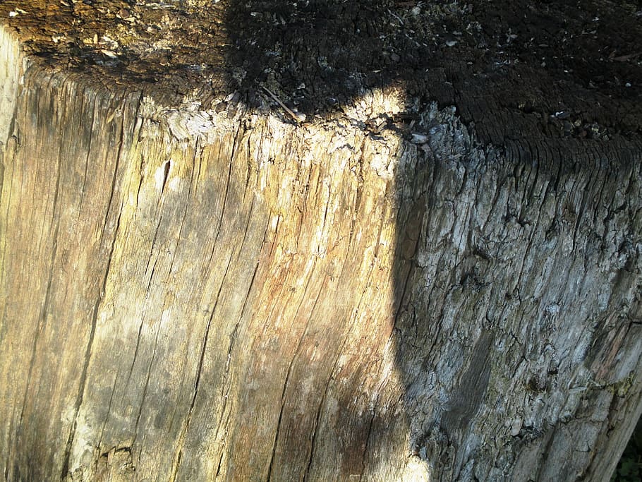 tree, strunk, tree stump, sun, sun beschienen, no people, textured HD wallpaper