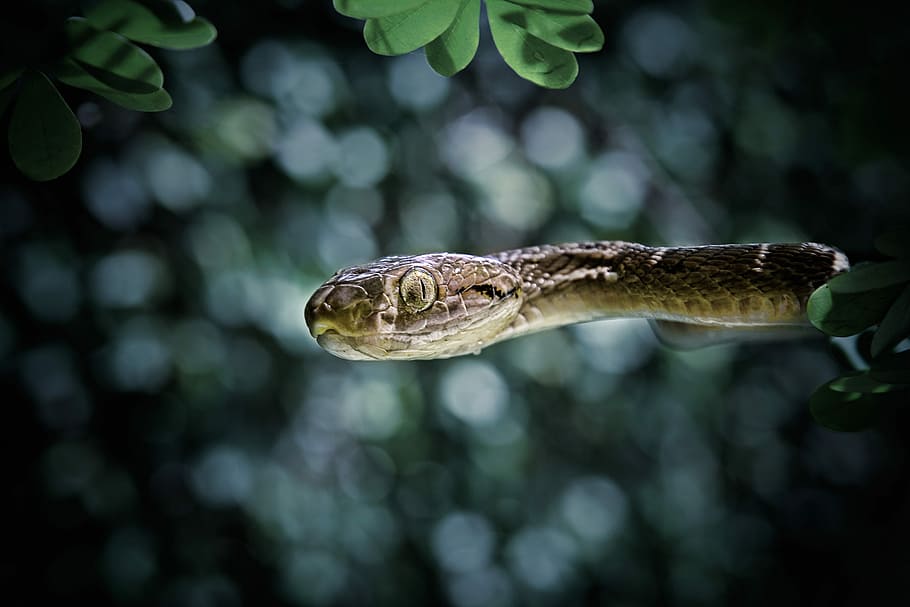 gray snake on tree, brown snake bokeh photography, closeup, eye HD wallpaper