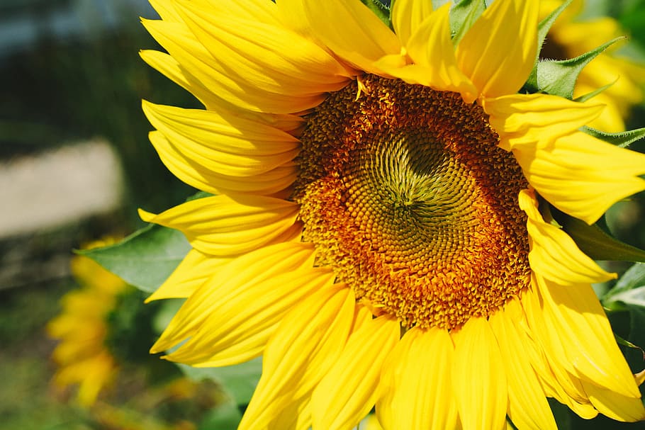 nature, yellow, petals, blur, bloom, blooming, blossom, close-up HD wallpaper