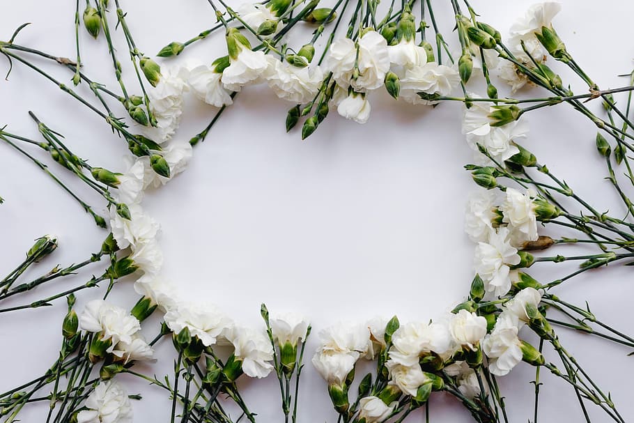 white petaled flower, white petaled flowers forming circle on white panel HD wallpaper