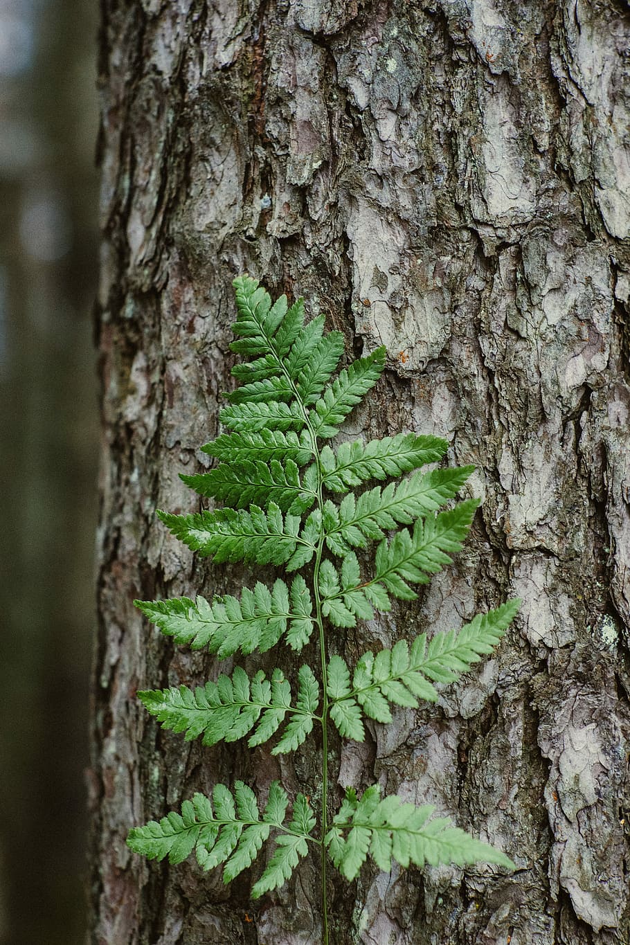 green Boston fern leaf on tree bark, green leafed on tree trunk HD wallpaper