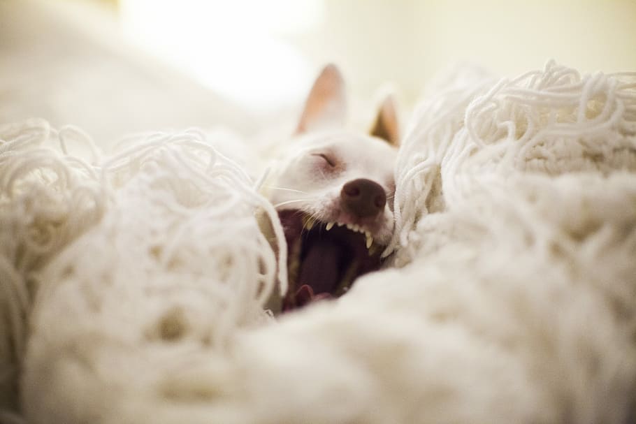 Lazy Day, selective focus photography of white dog yawning, pet HD wallpaper