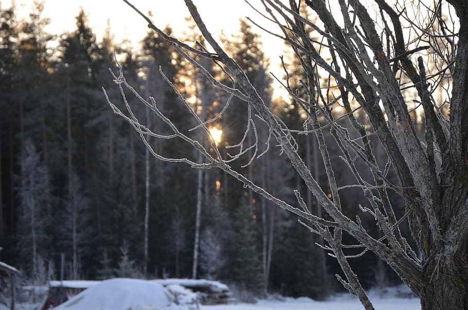 winter, snow, tree, frost, cold, ice, landscape, sky, cold temperature HD wallpaper