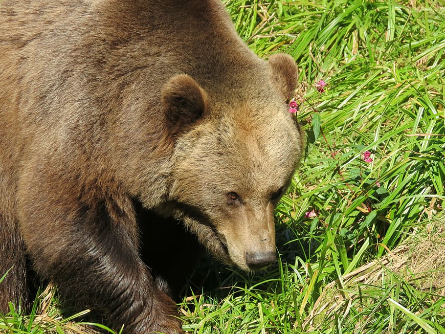 bear, bear park, nature, animal, close, animal themes, mammal HD wallpaper