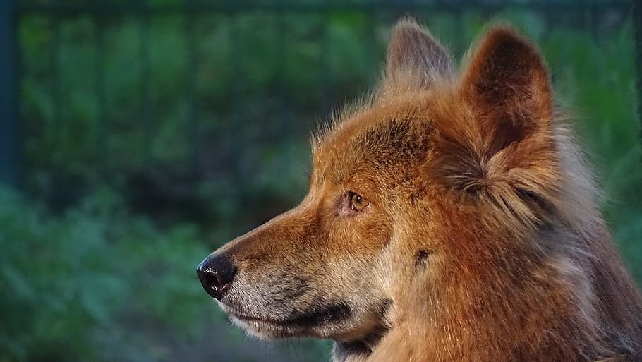 adult red spitz, Animals, Dingo, Dingoes, australian dingoes HD wallpaper