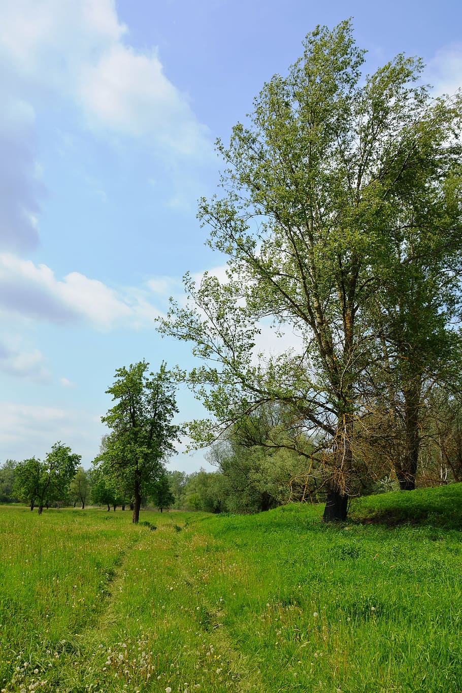 way, meadow, landscape, grass, green, tree, the path, field HD wallpaper