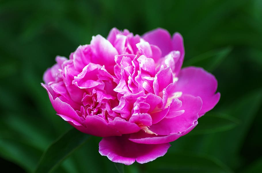 flower, peony, pink, spring, nature, floral, blossom, plant HD wallpaper