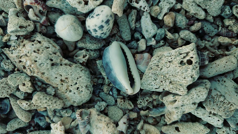 corral, shell, beach sand, shore, calcium, stone, texture, desktop HD wallpaper