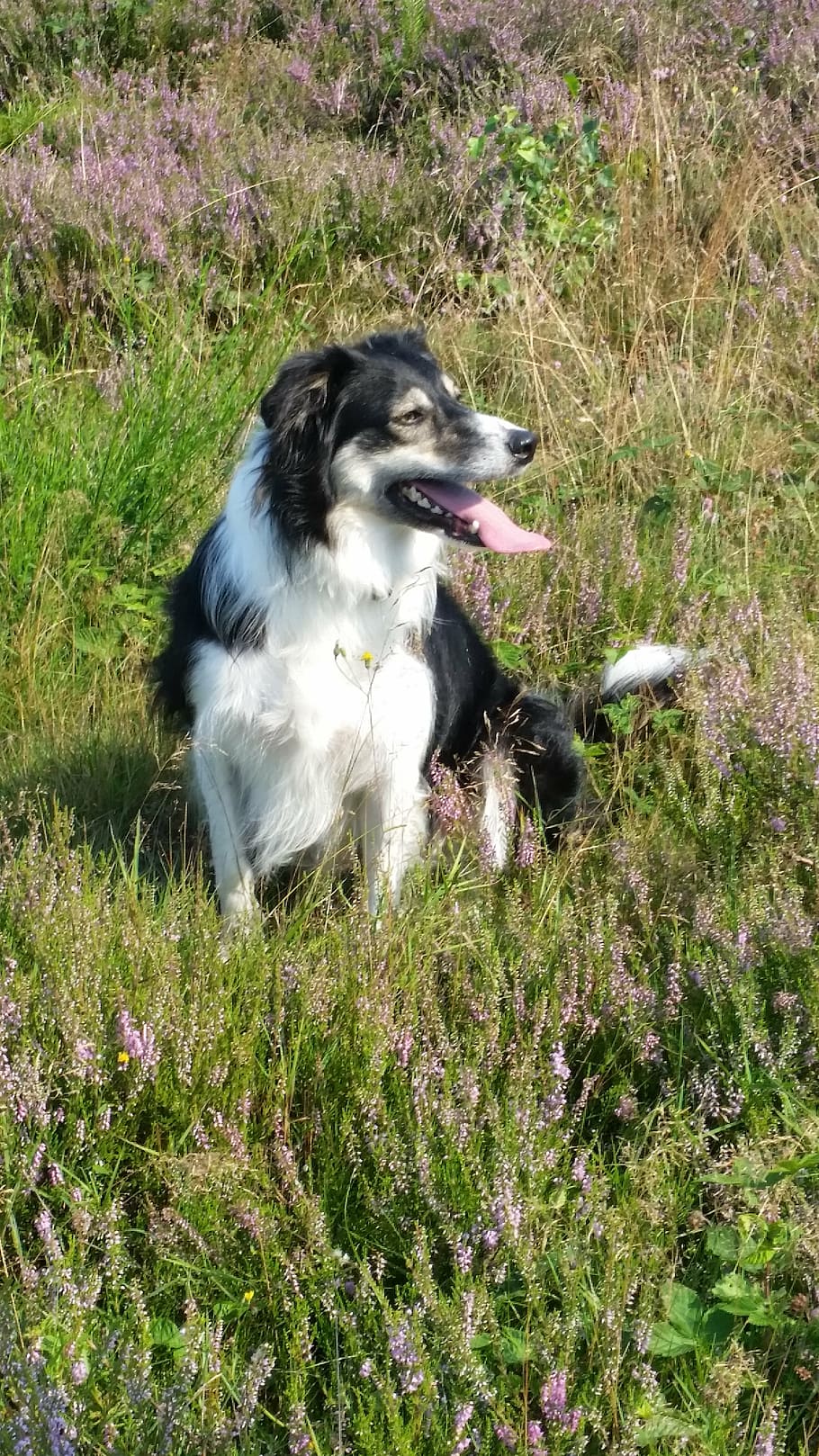 border collie, dog, hei, pets, one animal, animal themes, domestic HD wallpaper
