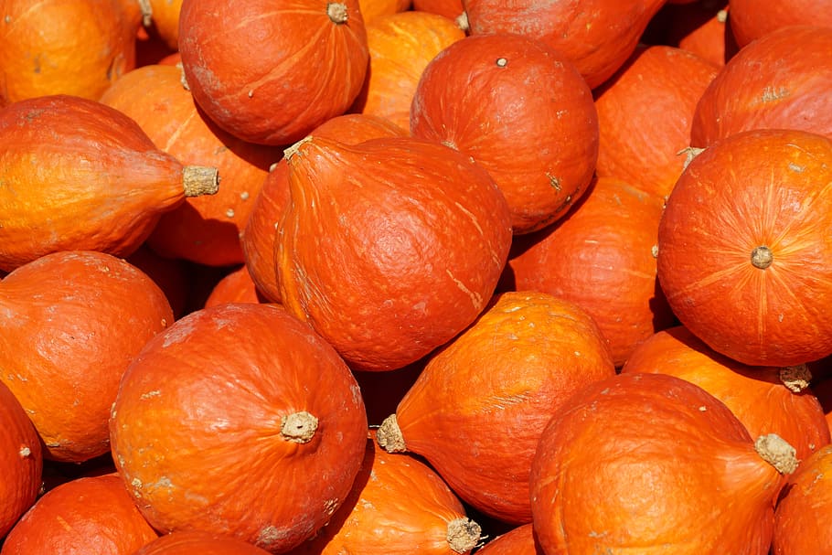 round orange fruits, pumpkins, harvest, food, autumn, nature HD wallpaper