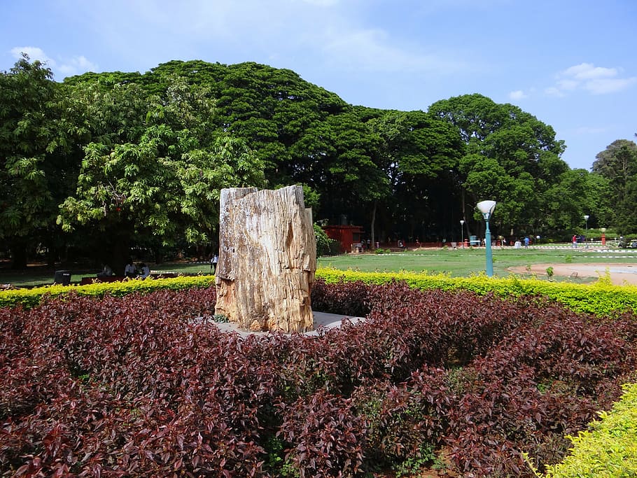 fossil, tree-trunk, petrified, geology, rock, park, karnataka HD wallpaper