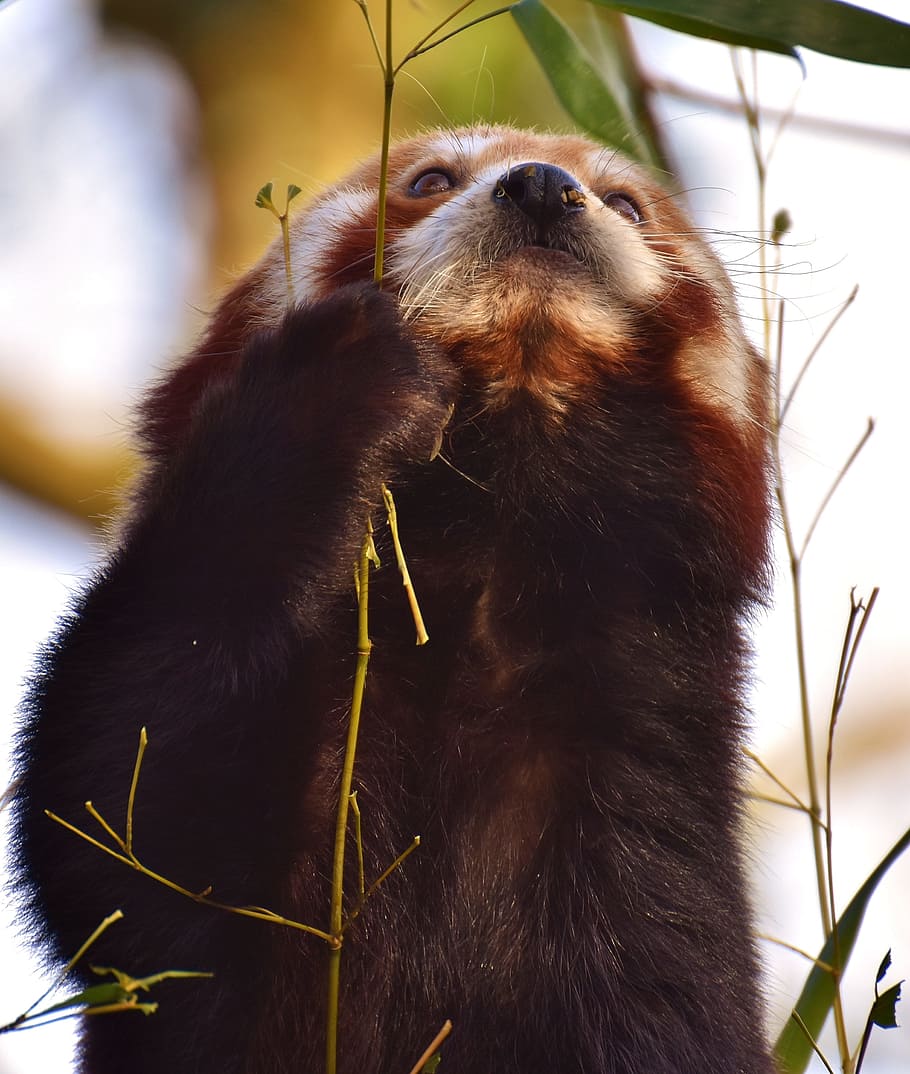 close-up photo of red panda, bear cat, fire fox, ailurus fulgens, HD wallpaper