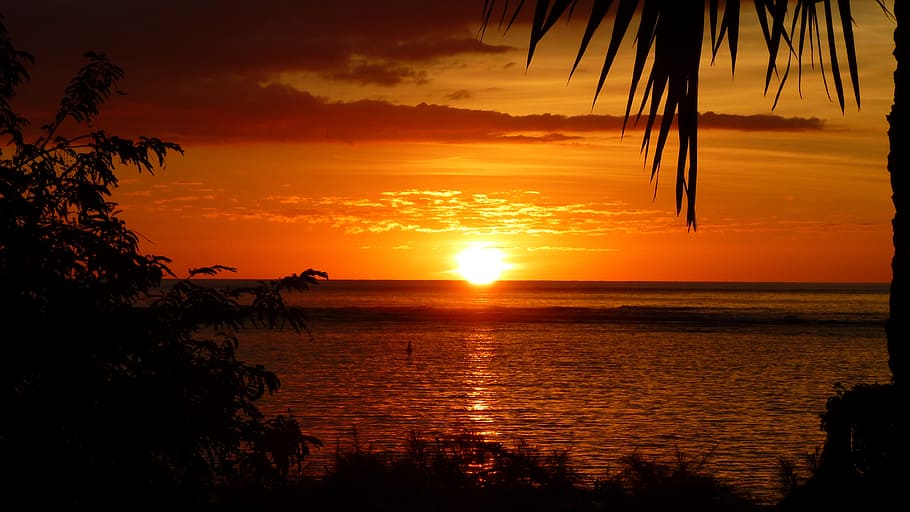 sunset silhouette of trees by the sea, Evening, Sky, afterglow HD wallpaper