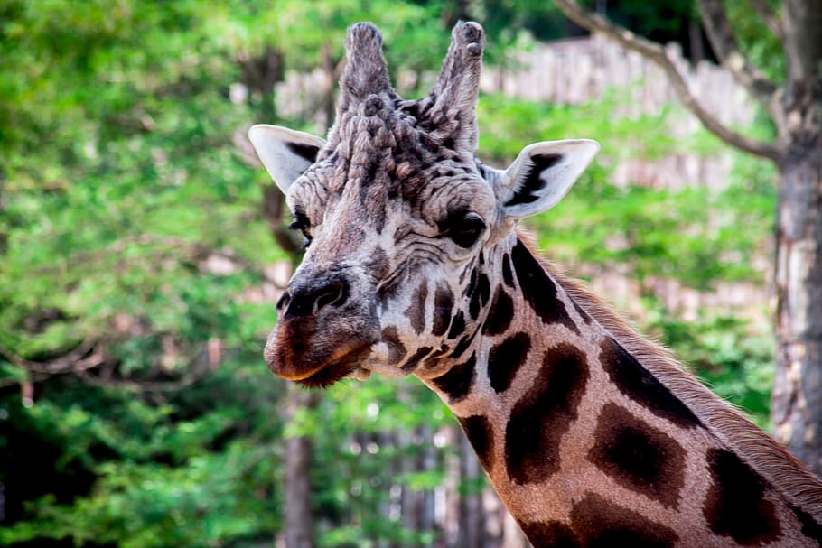 zoo, giraffe, spotted, large, animal, wild, park, safari, forest HD wallpaper