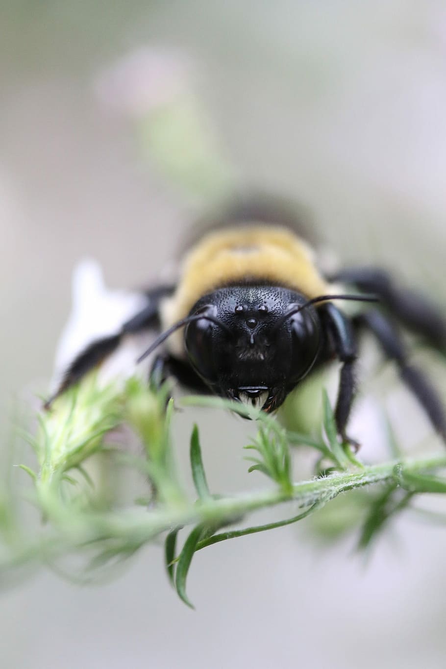 tilt shift lens photography of bee, closeup photo of carpenter bee on green leaf plant HD wallpaper