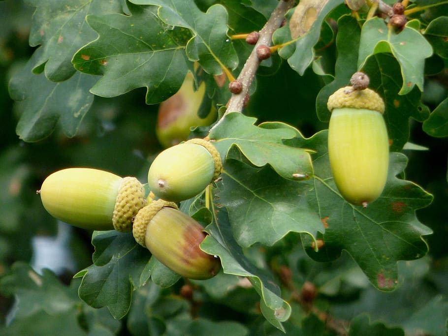 acorns, oak, nature, fruit, tree, green, fall, leaves, decoration HD wallpaper