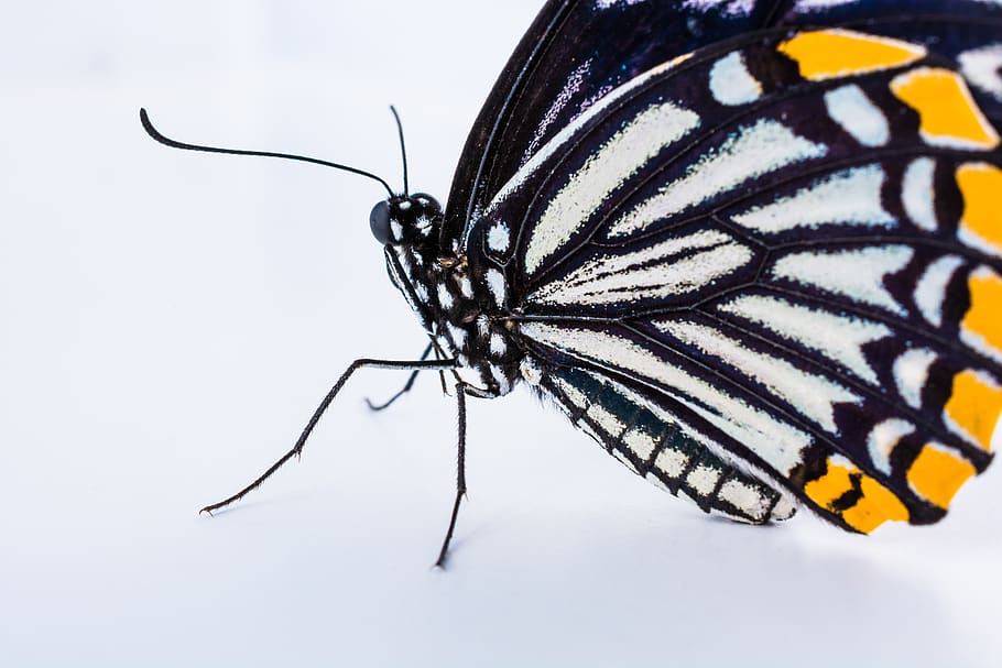 butterfly, insect, animal, invertebrate, animal themes, animal wildlife HD wallpaper