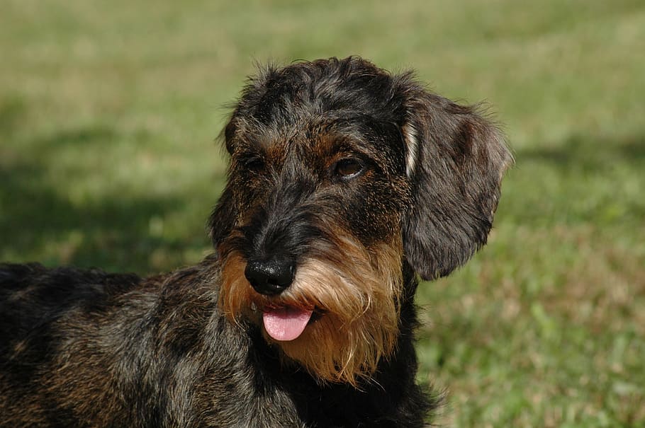 wire-haired black and tan dog close-up photography, dachshund HD wallpaper