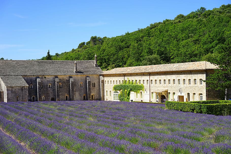 abbaye de sénanque, monastery, abbey, notre dame de sénanque, HD wallpaper