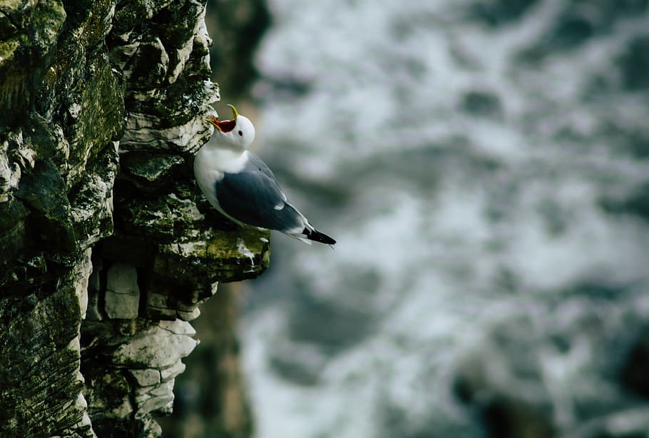 black and white bird on rock, white and black gull perching on gray rock formation, HD wallpaper