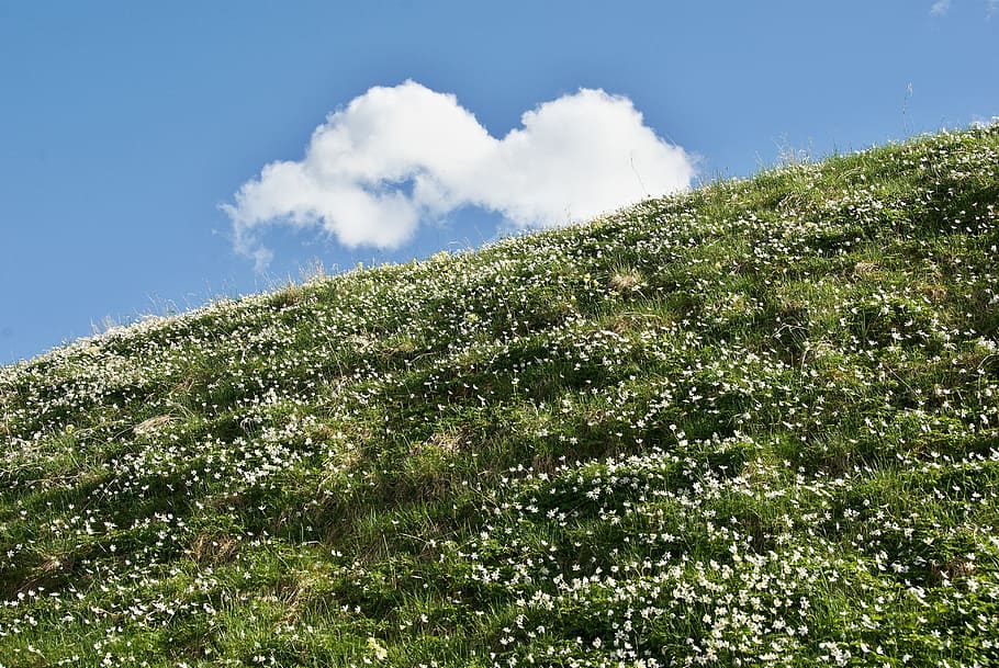 Spring, Meadow, Cloud, spring meadow, wood anemone, flowers HD wallpaper