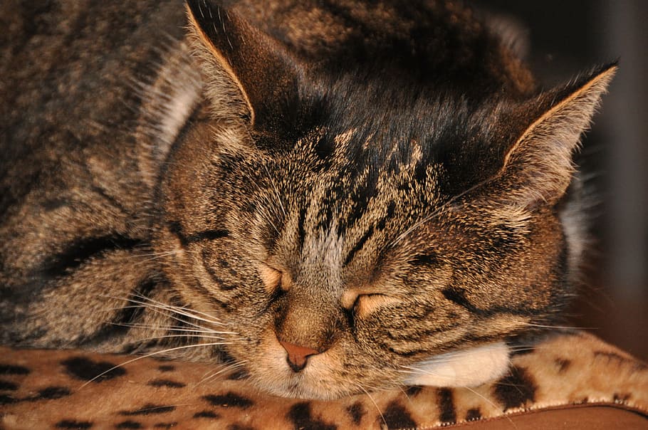 sleeping cat, rest, animal, feline, lazy, nap, mammal, animal themes HD wallpaper
