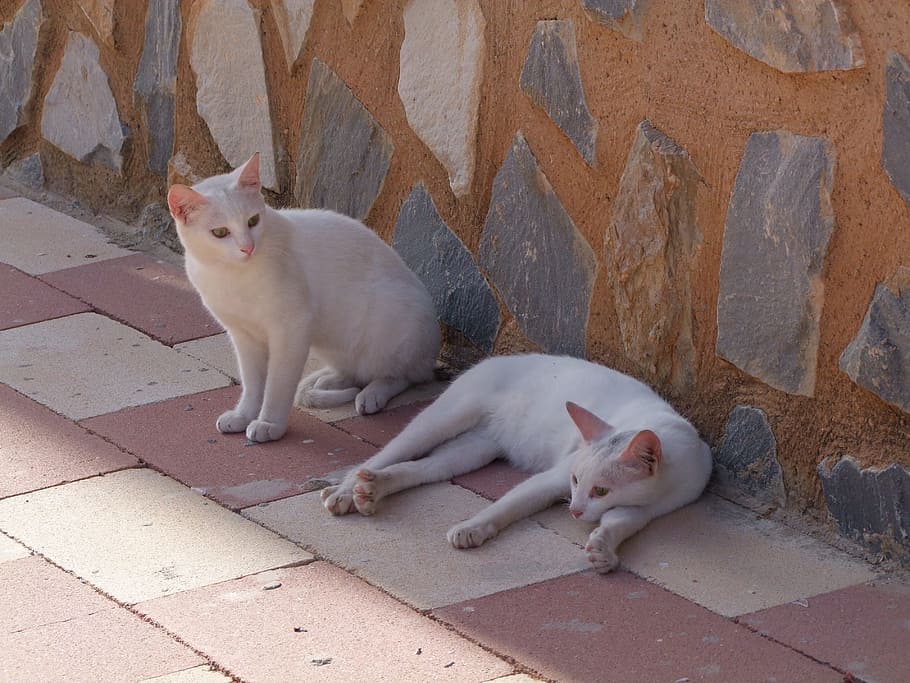 two white cats on brick pavement, Strays, Portrait, domestic cat HD wallpaper