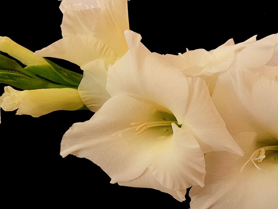 Gladiolus, White, Summer, Blossom, Bloom, black background HD wallpaper