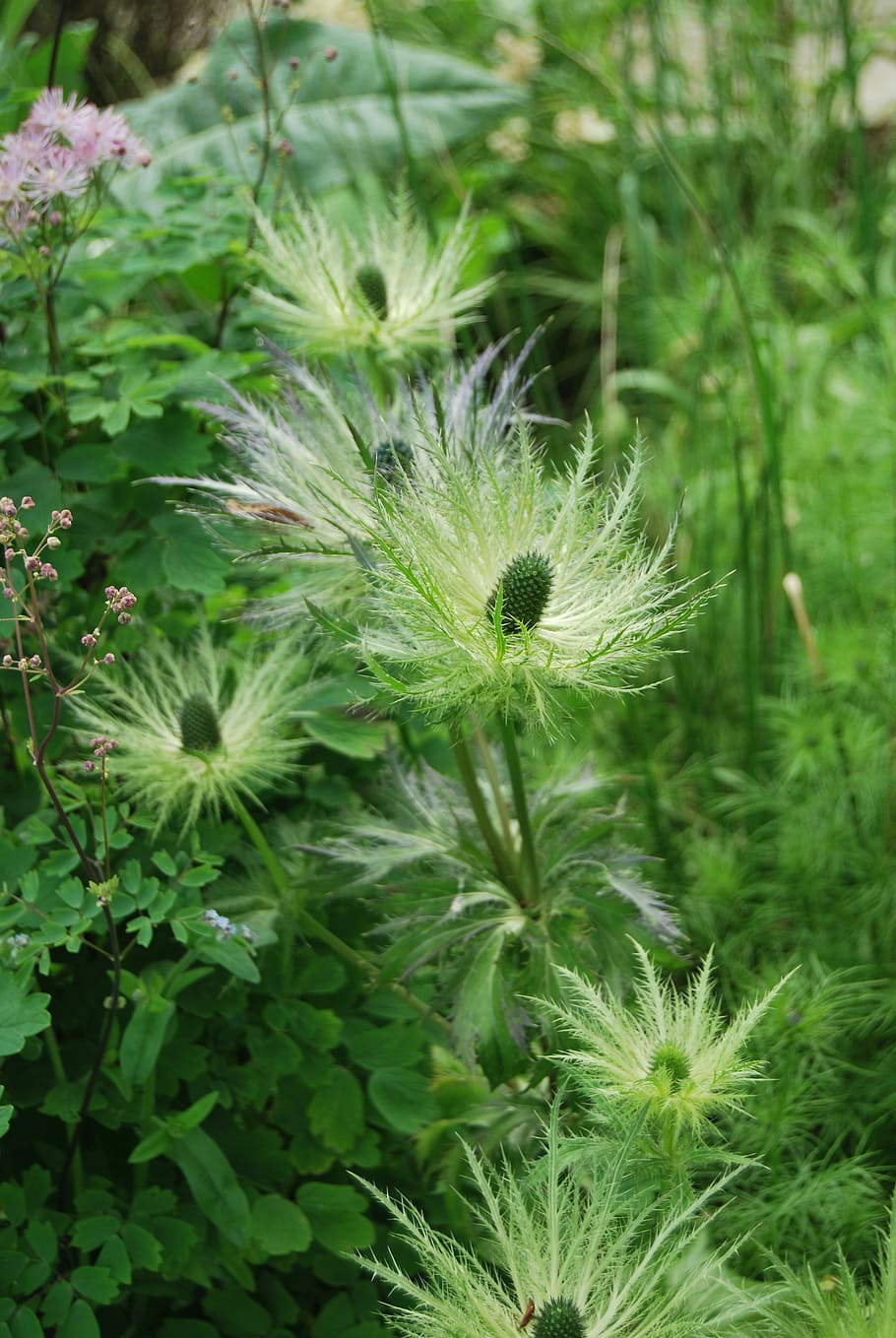plant, nature, flower, green color, growth, beauty in nature HD wallpaper