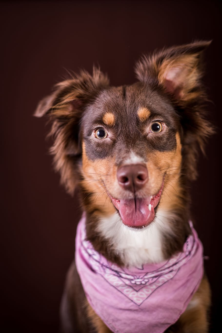 brown and tan Australian shepherd puppy, dog, studio, attention HD wallpaper