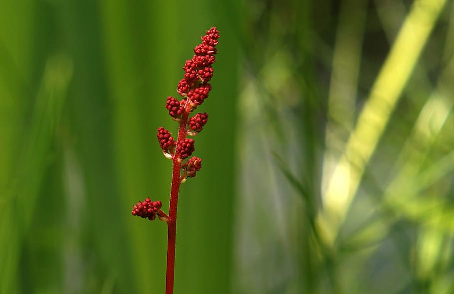 flowering stems, bear, bear-like, red, plant, blossom, bloom HD wallpaper