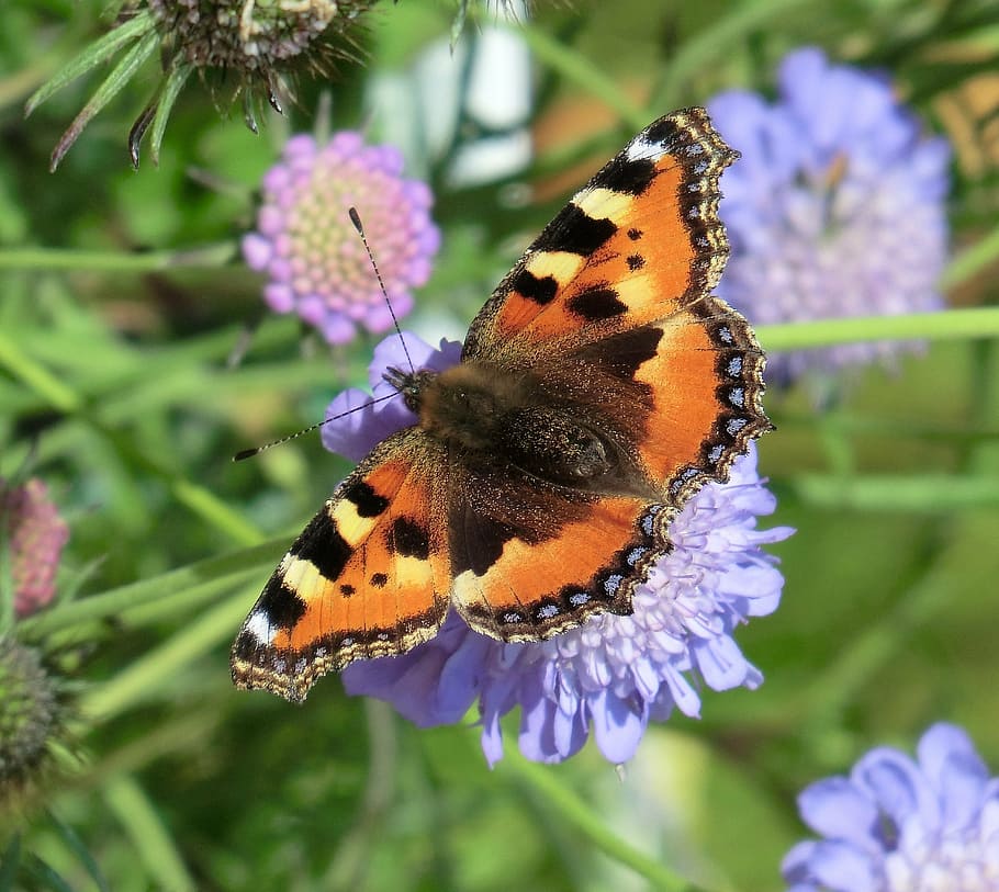 admiral, butterfly, flowers, on flowers, colorful, nature, animal HD wallpaper