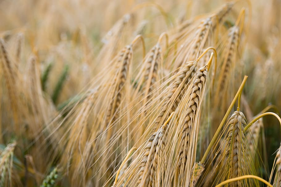 shallow focus of rice grains, selective photography of hays, wheat HD wallpaper