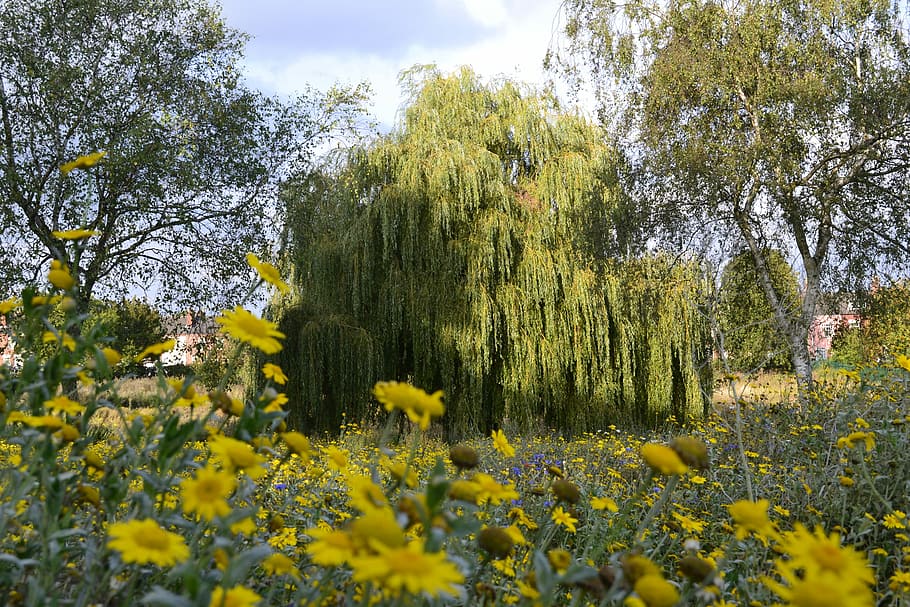 Scenic, Meadow, Park, Landscape, Summer, tree, willow, environment HD wallpaper