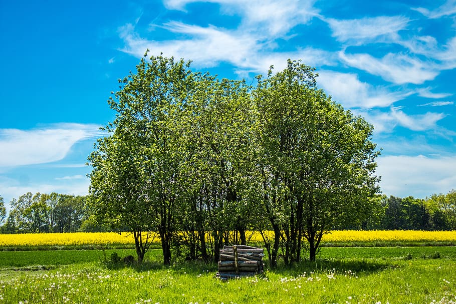 field, tree, village, collections, spring, landscape rural HD wallpaper