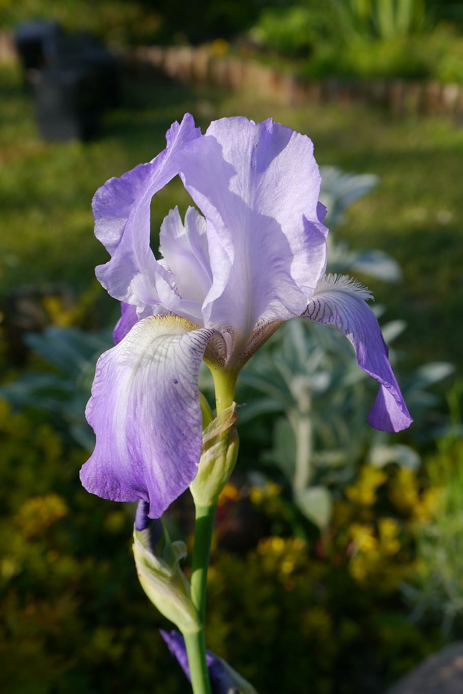 iris, garden, macro, flower, spring, violet, a garden plant HD wallpaper