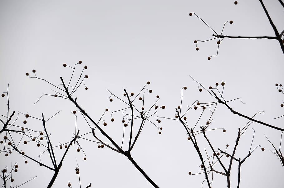 Silhouette, Tree, Gray, 陰, Natural, sky, the scenery, cloudy day HD wallpaper