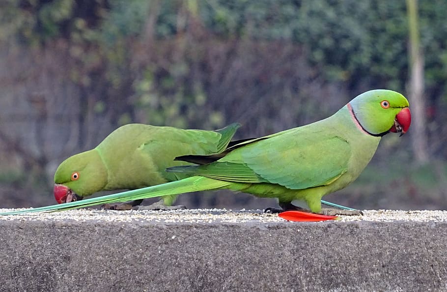 bird, parakeet, green, tropical, parrot, fauna, rose-ringed parakeet, HD wallpaper
