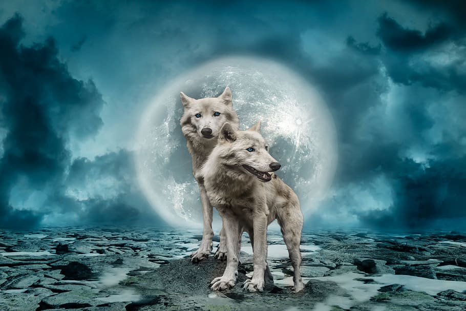 two brown wolves illustration, wolf, predator, full moon, clouds, HD wallpaper