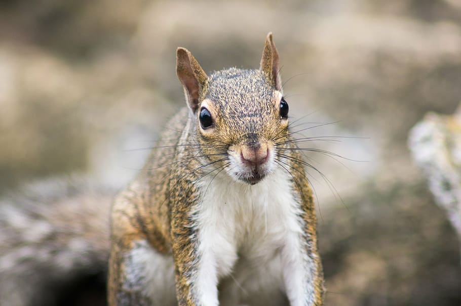 nature, squirrel, animal, rodents, ground squirrel, cute, america HD wallpaper