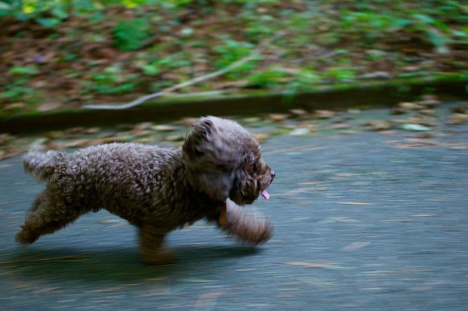 brown short coated puppy running on the street during daytime HD wallpaper