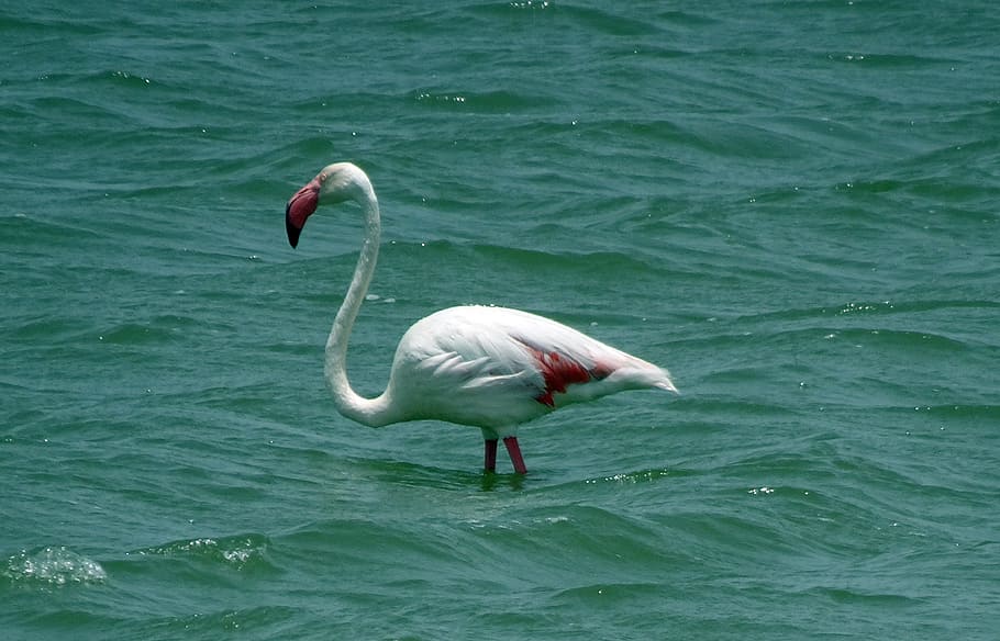 bird, greater flamingo, phoenicopterus roseus, wildlife, nature, HD wallpaper