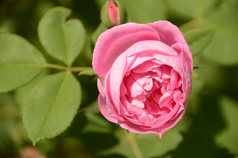 blossom, bloom, rose, close up, romantic, flower, flowering plant HD wallpaper