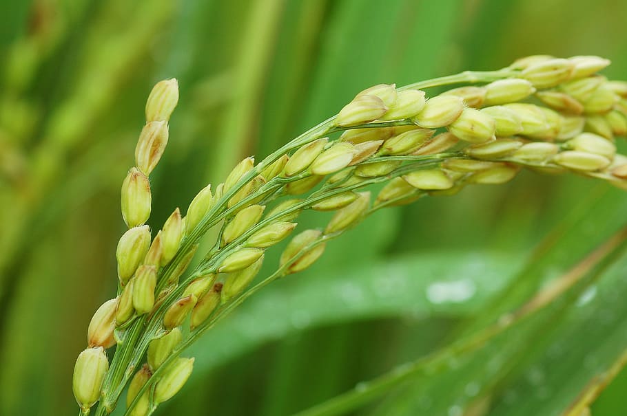 field, grain, plant, agriculture, crop, growth, cereal plant HD wallpaper
